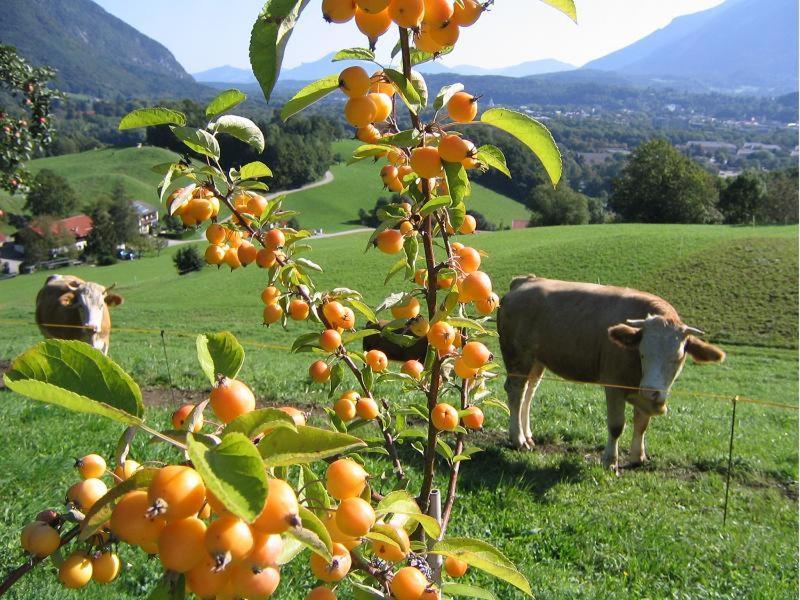 Landhaus Fellnerbauer Bad Reichenhall Exterior photo